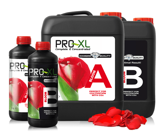 PRO-XL Bloom A&B